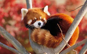 Cute Red Tree Wallpaper