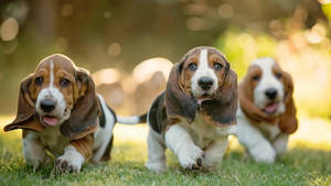 Cute Running Basset Hound Dogs Wallpaper