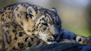 Cute Sleepy Leopard Hd Wallpaper