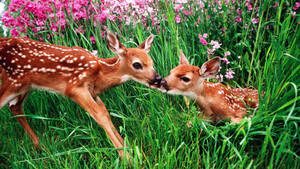 Cute Spring Kissing Fawns Wallpaper