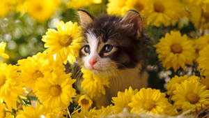 Cute Spring Kitten Wallpaper