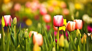 Cute Spring Tulips Wallpaper