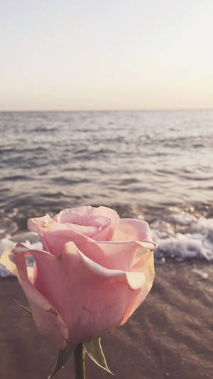 Cute Summer Pink Rose Wallpaper