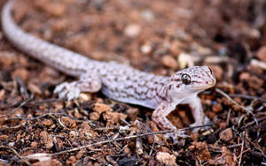 Cute Thin Leopard Gecko Wallpaper