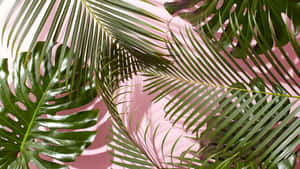 Cute Tropical Leaves Pink Background Wallpaper