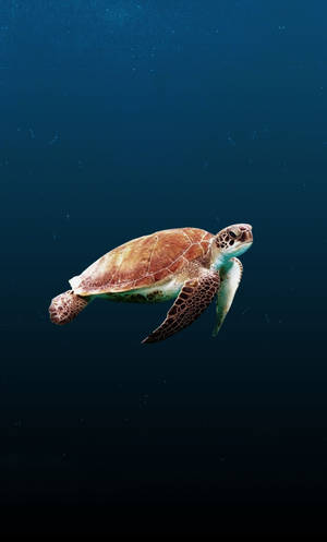 Cute Turtle With Maroon Pattern Wallpaper