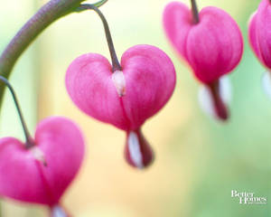 Cute Valentine's Day Bleeding Heart Flower Wallpaper