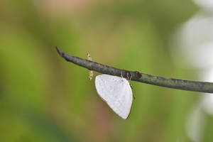 Cute White Aesthetic Butterfly Wallpaper