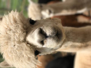 Cute White Alpaca Close-up Wallpaper