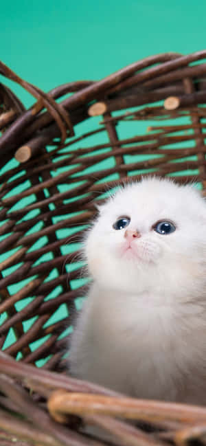 Cute White Kitten Wallpaper