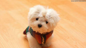 Cute White Puppy Small Eyes Wallpaper