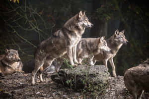 Cute Wolves Looking At Something Wallpaper