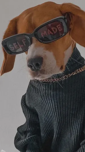 Cutest Dog Iphone Wallpaper Wallpaper