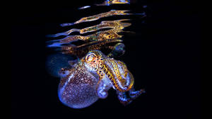 Cuttlefish Majestically Gliding Underneath The Ocean Surface Wallpaper