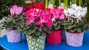 Cyclamen In Pots Wallpaper