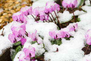 Cyclamen In Winter Wallpaper