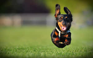 Dachshund Jumping Wallpaper