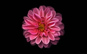 Dahlia Art Nouveau Wallpaper