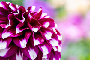 Dahlia Edinburgh Wallpaper