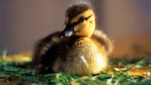 Dainty Baby Duck Wallpaper