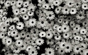 Daisies Black Aesthetic Tumblr Laptop Wallpaper