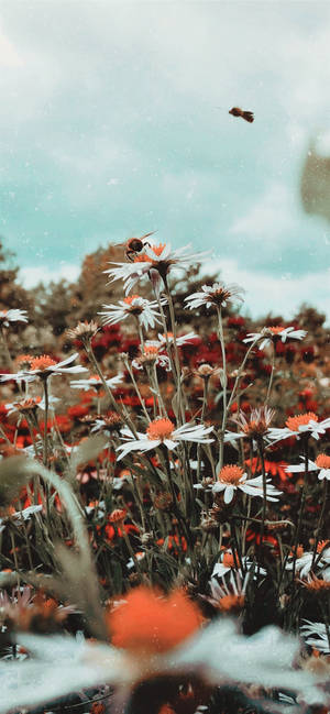 Daisy Aesthetic Flower Field Wallpaper