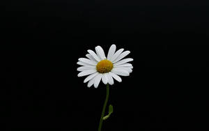 Daisy Flower 4k Wallpaper