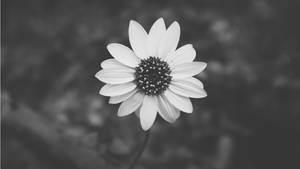 Daisy Flower Dark Aesthetic Wallpaper