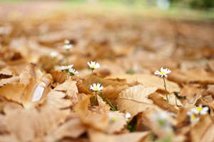 Daisy Flower In Autumn Wallpaper