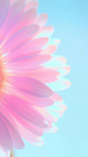 Daisy Flower Purple Pastel Iphone Wallpaper