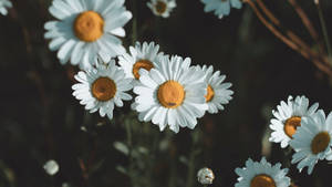 Daisy Flowers 4k Wallpaper