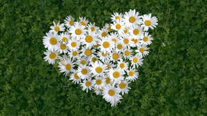 Daisy In Heart Shape Wallpaper