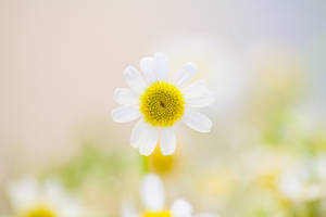 Daisy In Nature Blurred Background Wallpaper