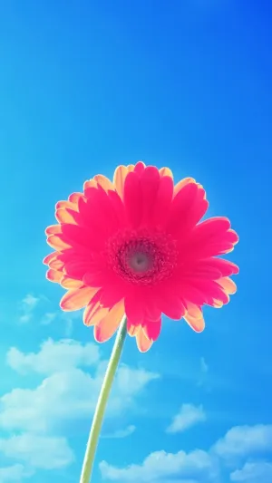 Daisy Pinky Apple Flower Wallpaper