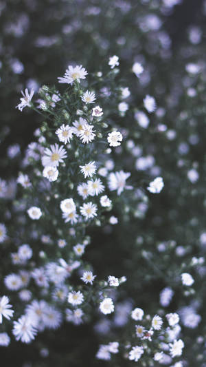 Daisy White Flower Portrait Wallpaper