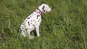 Dalmatian Dog In Martingale Collar Wallpaper