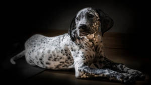 Dalmatian Dog Photography Wallpaper