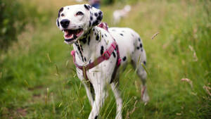 Dalmatian Dog With Pink Collar Wallpaper