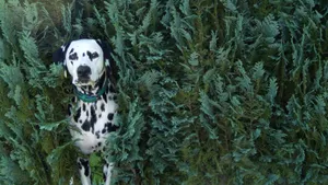 Dalmatian In Green Bushes Wallpaper