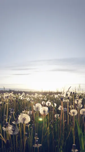 Dandelion Field Smartphone Background Wallpaper