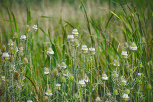 Dandelion Fields With Sharp Edges Wallpaper