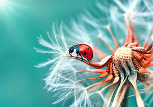 Dandelion Flower With A Ladybug Wallpaper