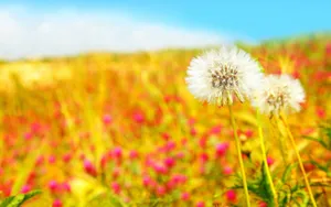 Dandelion Summer Desktop Wallpaper