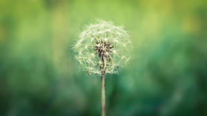 Dandelion White Petal Floaties Wallpaper