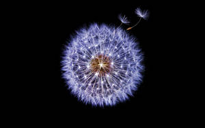 Dandelion With Purple Petals Wallpaper