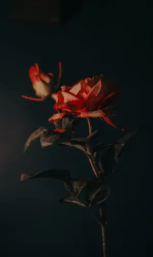 Dark Aesthetic Rose Iphone Wallpaper