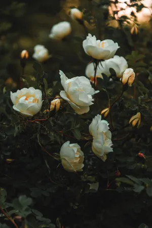 Dark Aesthetic White Flowers Wallpaper
