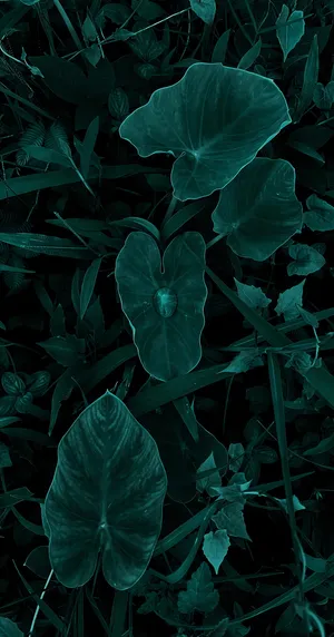 Dark Beauty Abides In Every Petal Of This Gorgeous Flower. Wallpaper