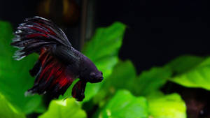 Dark Betta Fish Wallpaper