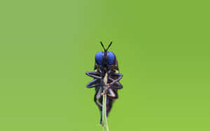 Dark Blue-eyed Insects Wallpaper